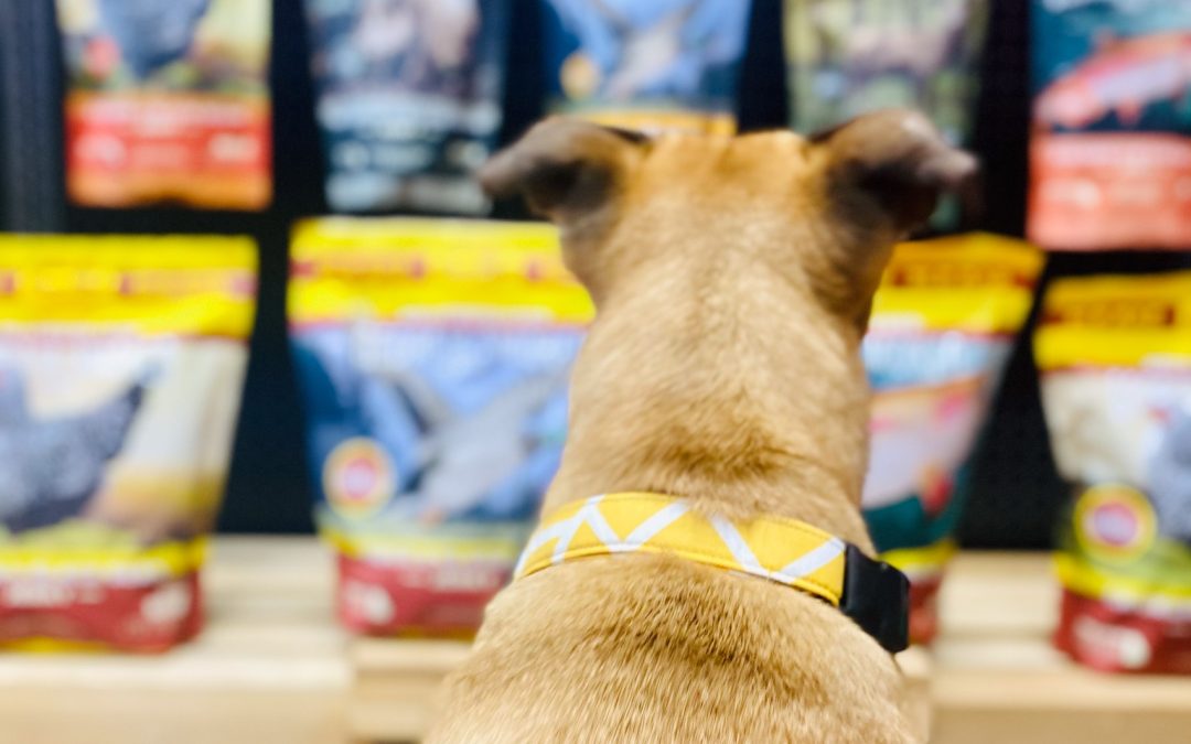 The Best Life for Your Furry Family Member at Hollywood Feed Grosse Pointe Woods, MI