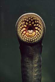 Exploring the Vampire of the Great Lakes: A Senior Brunch and Learn on the Sea Lamprey