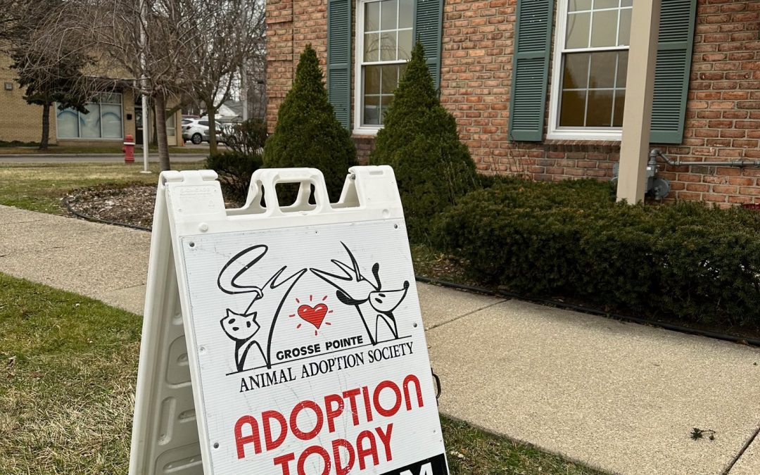 Transforming Melodies into Meows: The Story of Grosse Pointe Animal Adoption Society