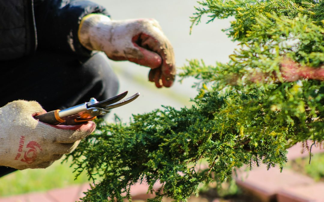 Grosse Pointe’s Early Spring Guide: What to Do Before Planting Season