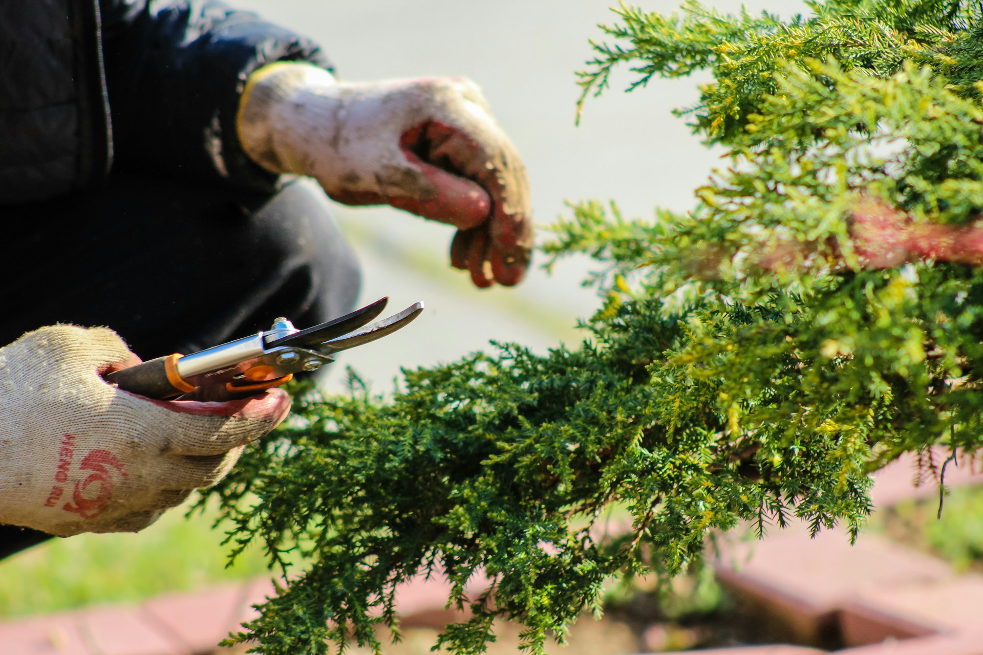 Grosse Pointe’s Early Spring Guide: What to Do Before Planting Season